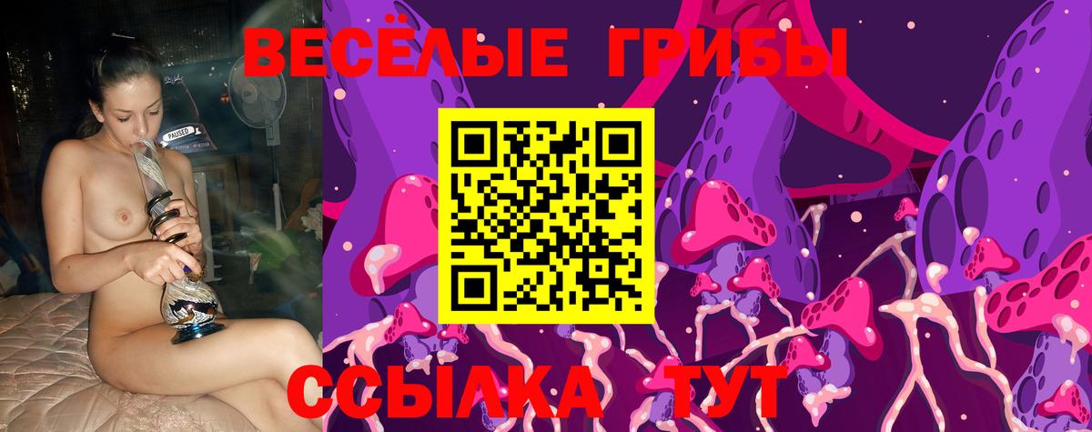 Псилоцибиновые грибы Psilocybe Междуреченск
